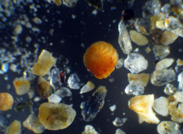 Sabbia.... fossile?